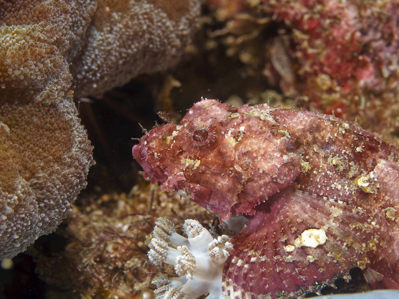 Scorpion Fish, La Laguna Point